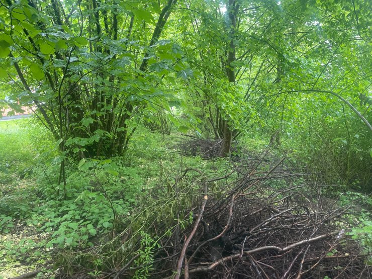 In der Hecke: vorheriger zustand
